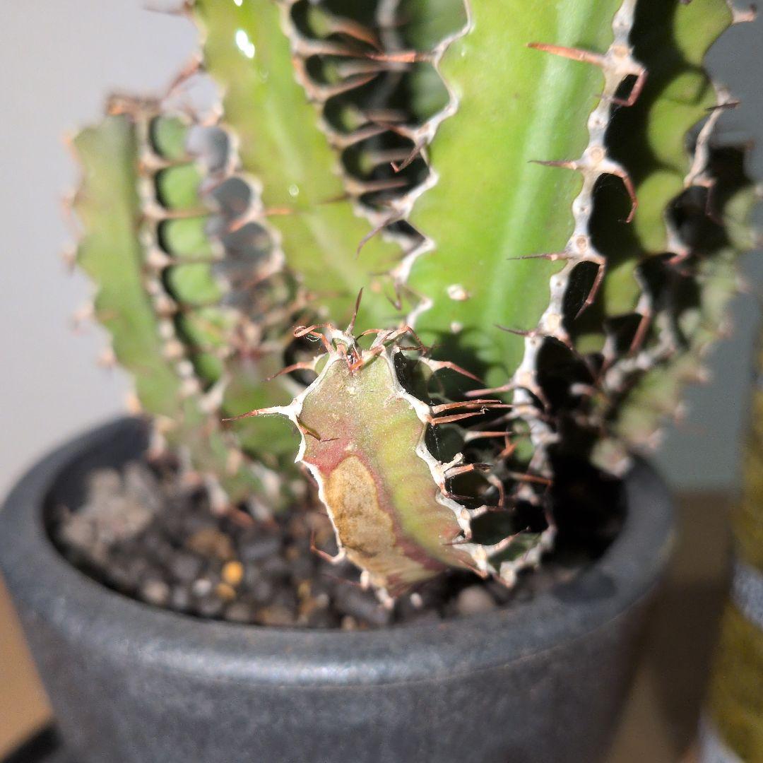 ユーフォルビア　ムランジーナ　実生 （鉢付き)