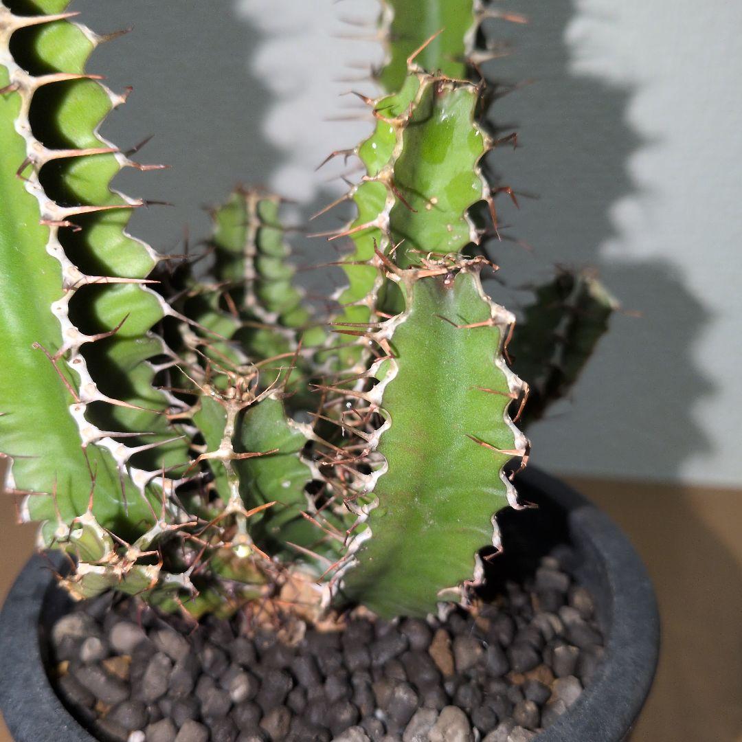 ユーフォルビア　ムランジーナ　実生 （鉢付き)