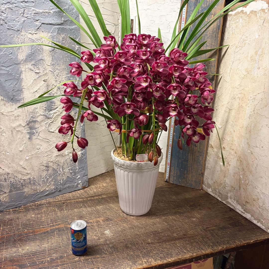 s*a様 【特選】　シンビジューム　ワインシャワー　アーチ　7寸7本立ち