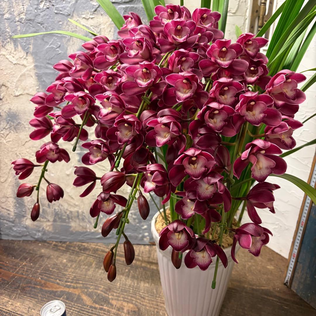 s*a様 【特選】　シンビジューム　ワインシャワー　アーチ　7寸7本立ち