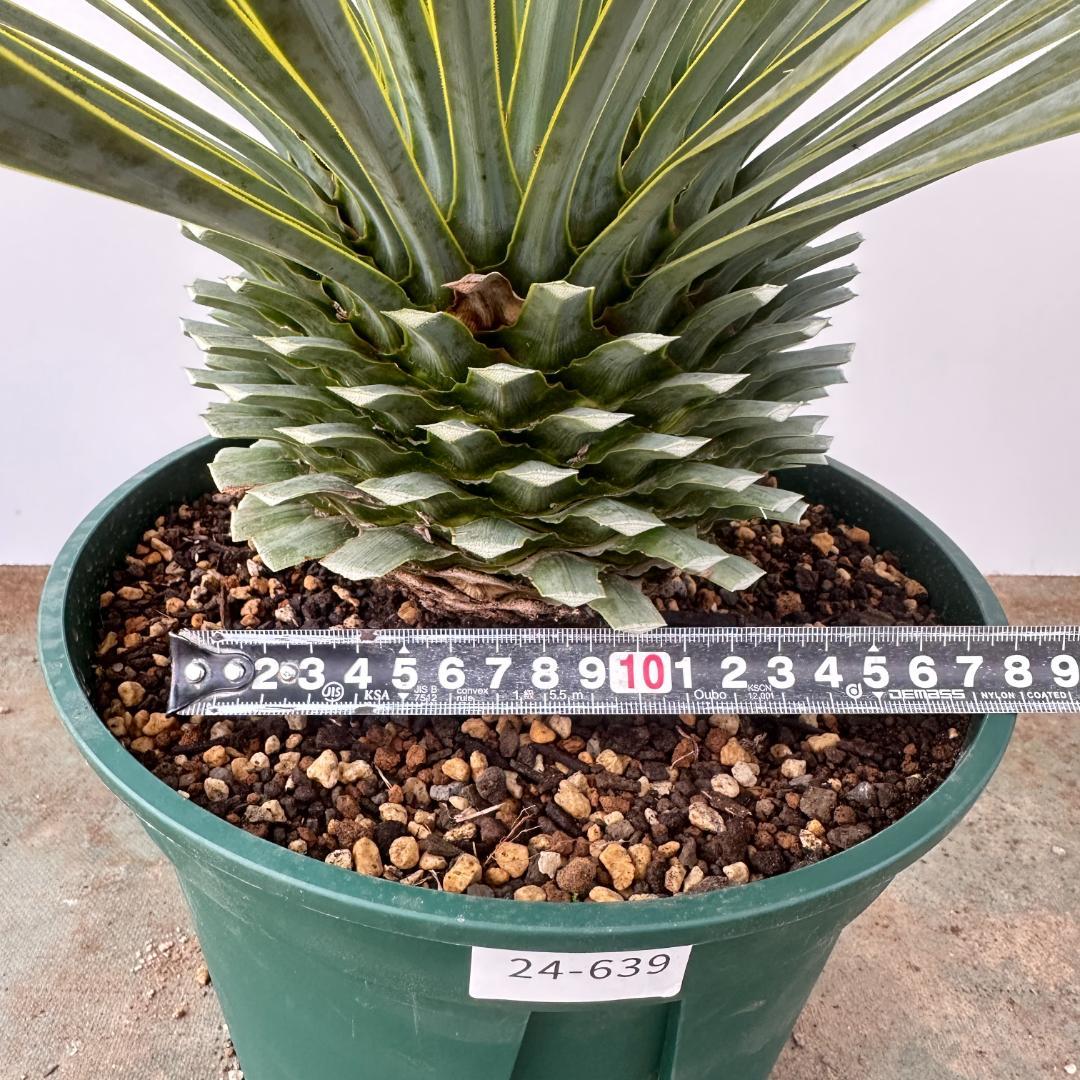 ユッカ　ロストラータ【24-639】美形　シルバーブルー