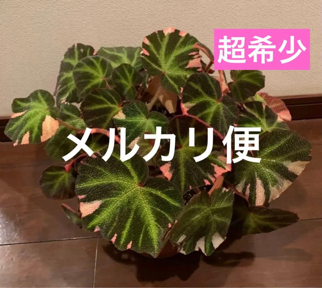 【超希少品種】ベコニア ソリムタータ 鉢ごと発送　6号鉢　新入荷