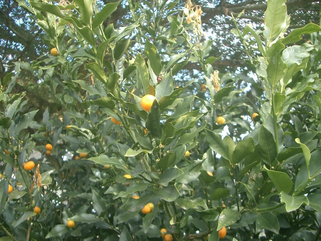 カシオ EXILIM EX-Z3 オールドコンデジ デジカメ バッテリー2個付