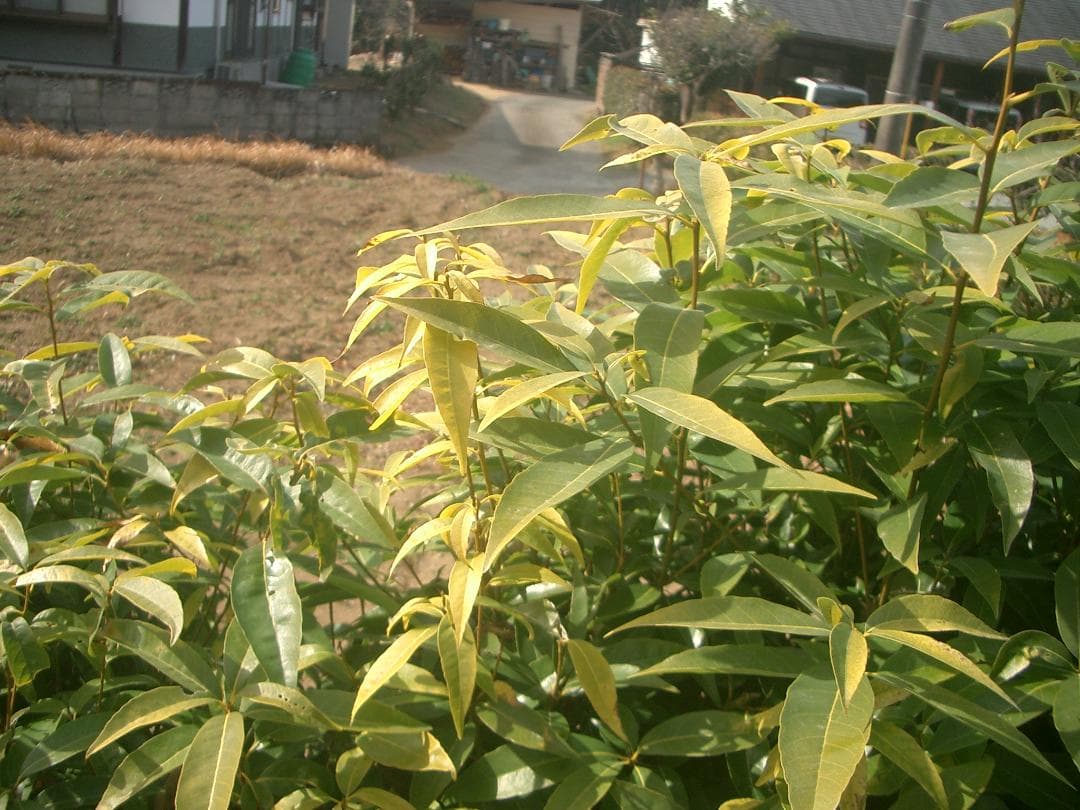 カシオ EXILIM EX-Z3 オールドコンデジ デジカメ バッテリー2個付