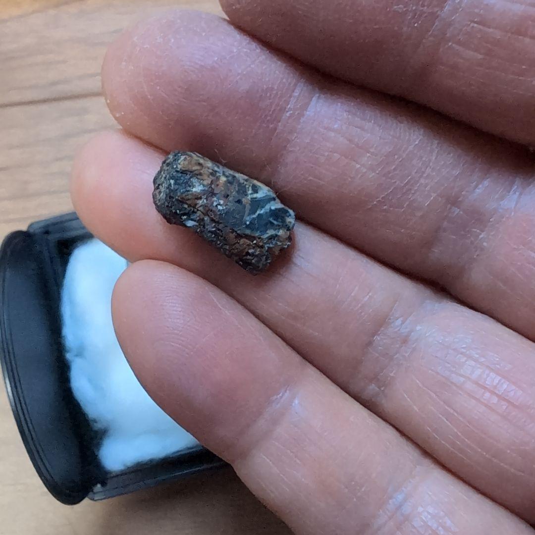 本物　ディノサウルス(ダスプレトサウルス)　歯化石　4個