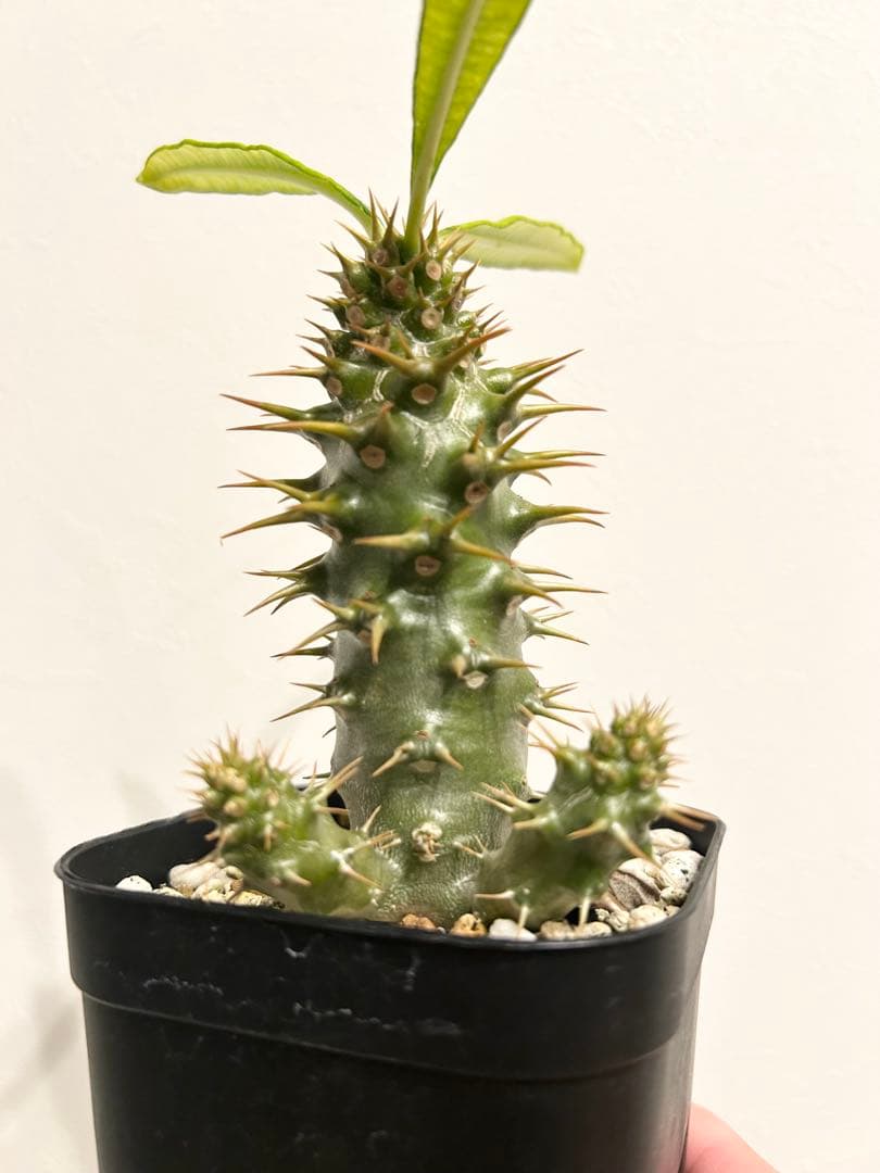 パキポディウム　アンボンゲンセ　実生株