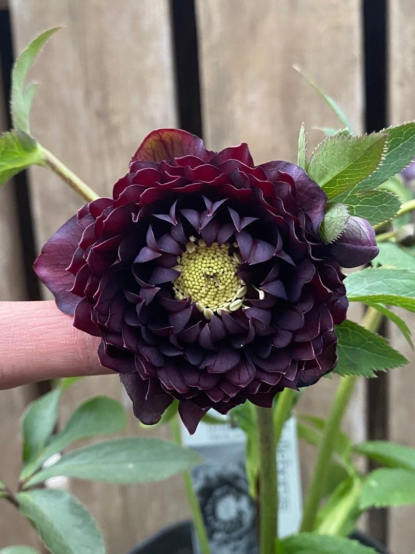 A*️様 クレオパトラ　超多弁　広瀬園芸