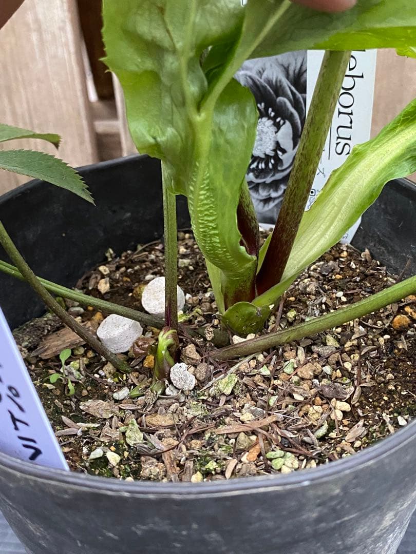 A*️様 クレオパトラ　超多弁　広瀬園芸