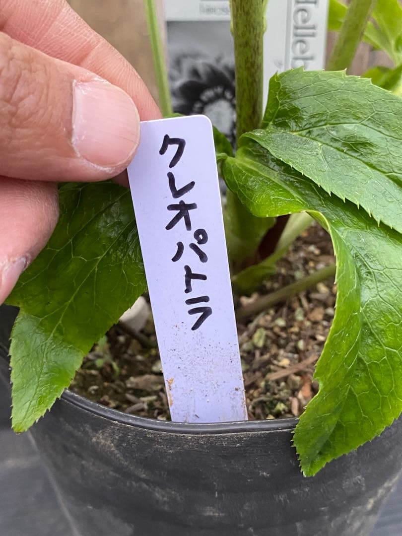 A*️様 クレオパトラ　超多弁　広瀬園芸