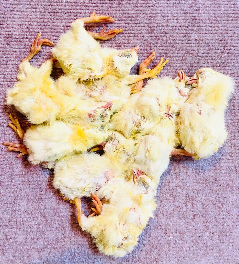 リピート購入、複数購入で＋10羽 送料無料 国産 新鮮安全 冷凍ひよこ 300羽