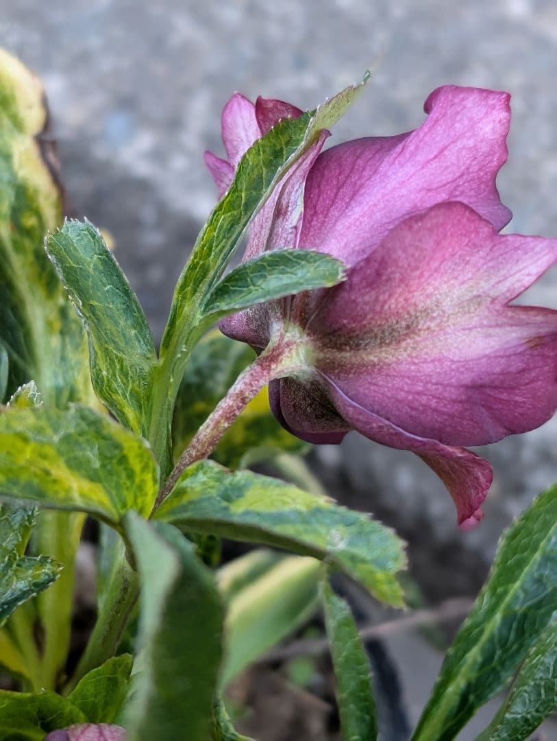 クリスマスローズ　斑入り　変わり咲き　パープルレッド