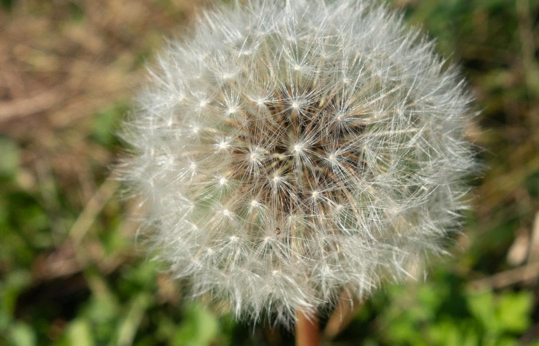 初代後期型Ver2.0　SONY DSC-RX100 ZEISSレンズ