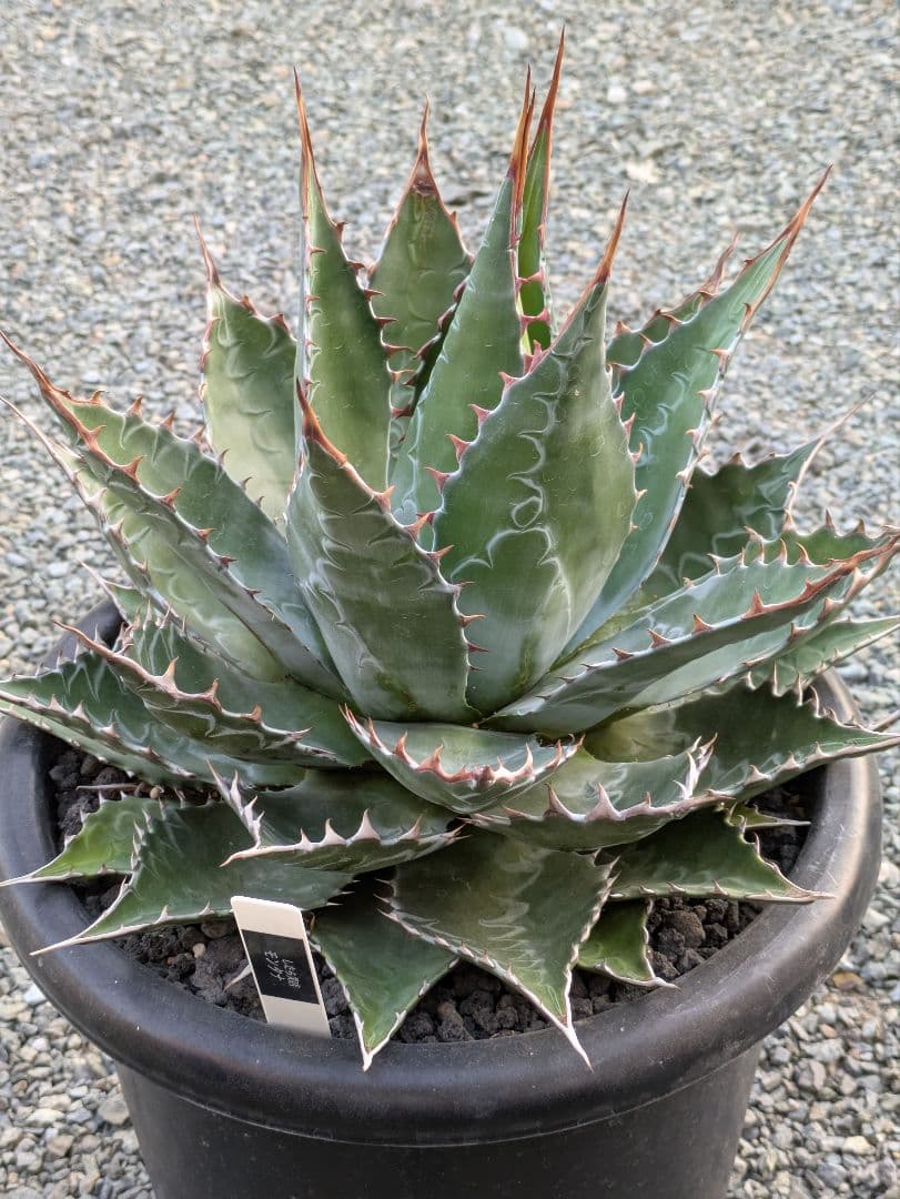g*r様 【アガベ】【特大】【10号ポット】モンタナ