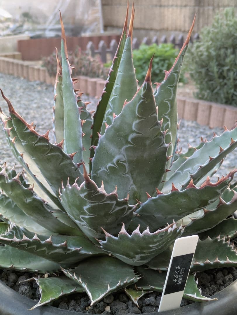 g*r様 【アガベ】【特大】【10号ポット】モンタナ