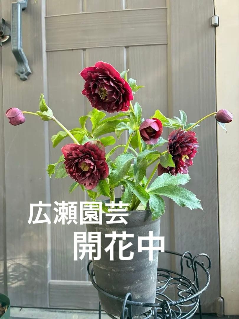 広瀬園芸　クレオパトラ系ダブル　超美人株