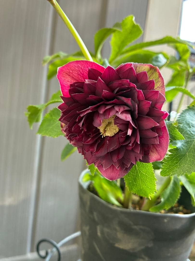 広瀬園芸　クレオパトラ系ダブル　超美人株