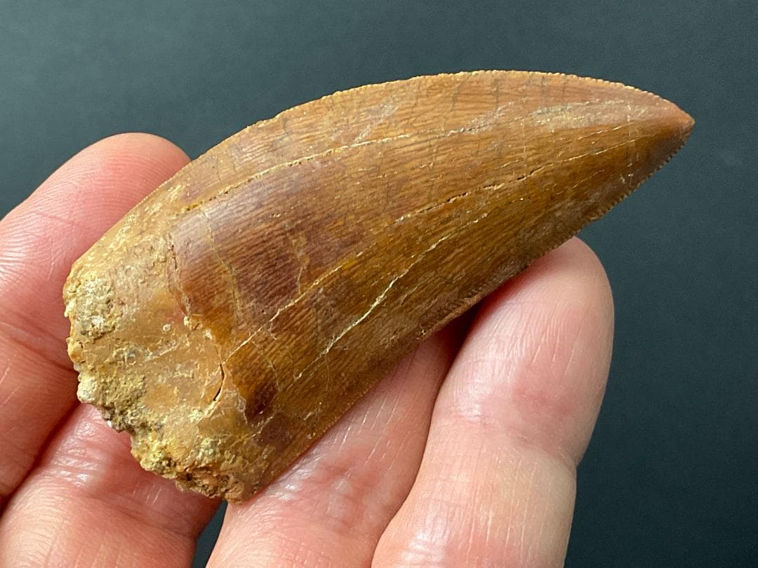 カルカロドントサウルスの歯 [DS364] 化石 恐竜の歯