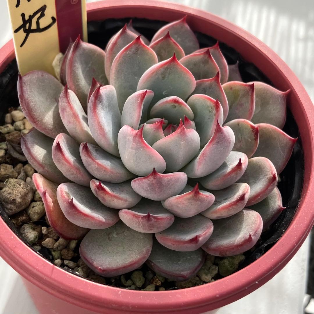 ミックスベリア 美紫妃 おらいさん苗 札付き エケベリア 多肉植物