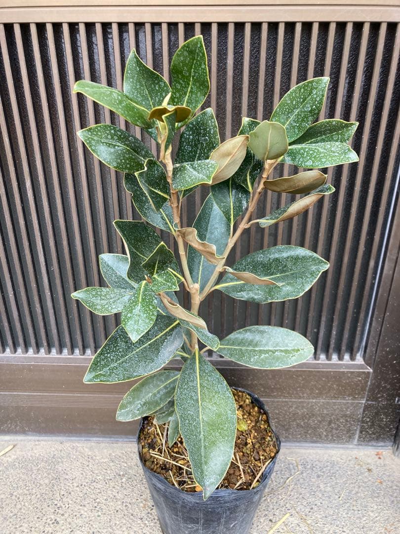 ☆*☆様 タイサンボク リトルジェム　接木　苗木