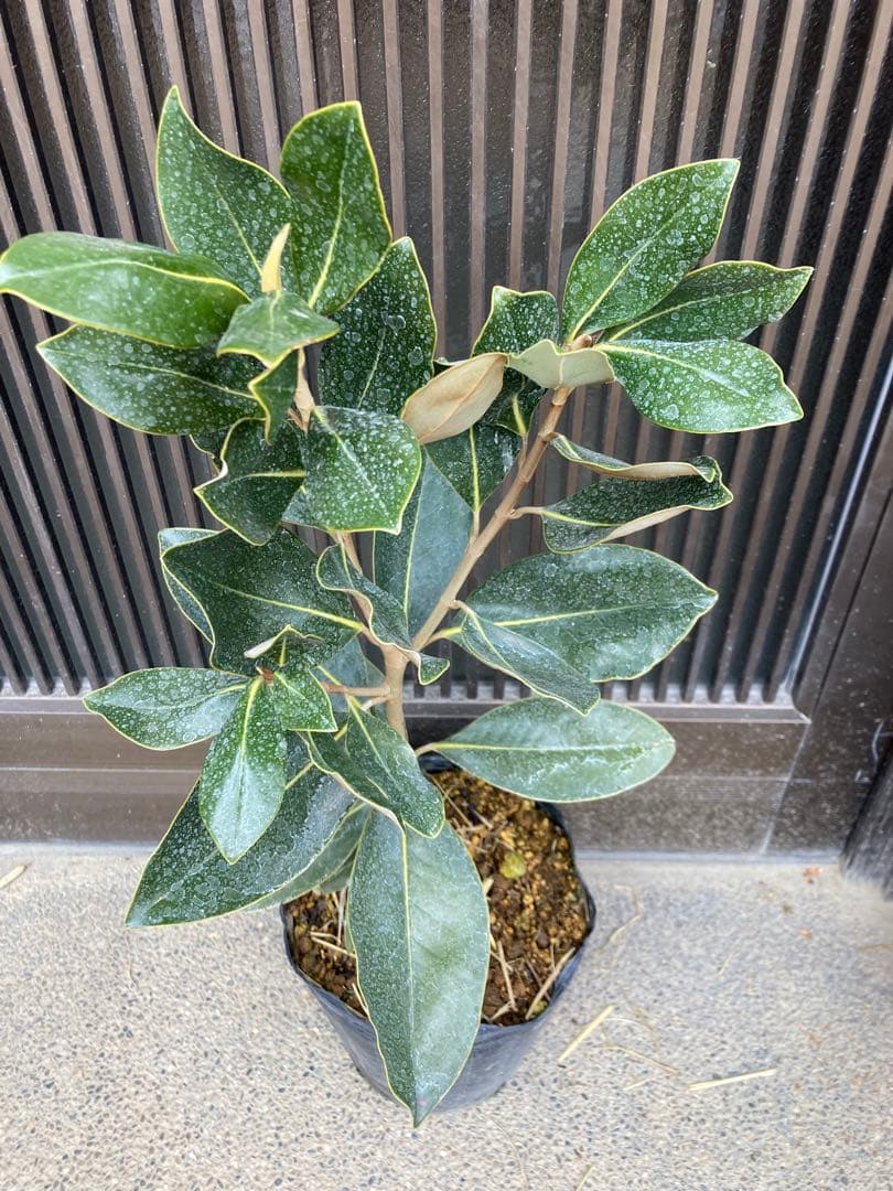 ☆*☆様 タイサンボク リトルジェム　接木　苗木