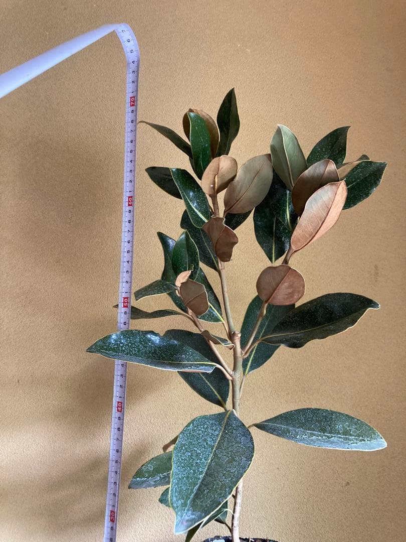 ☆*☆様 タイサンボク リトルジェム　接木　苗木