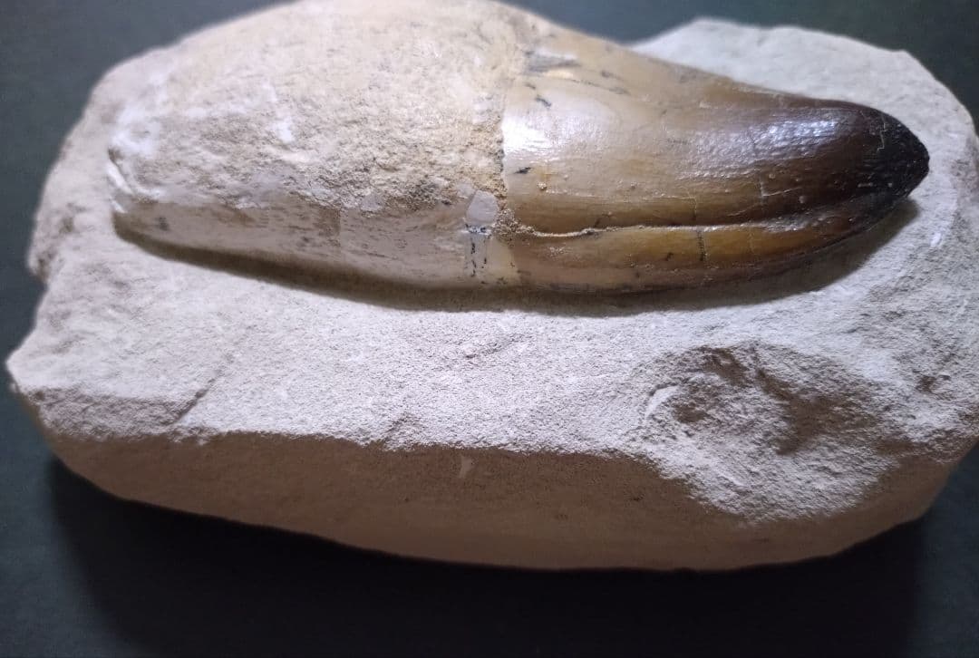 モロッコ産モササウルスの歯歯根と母岩付　プログナソドン ギガンデス