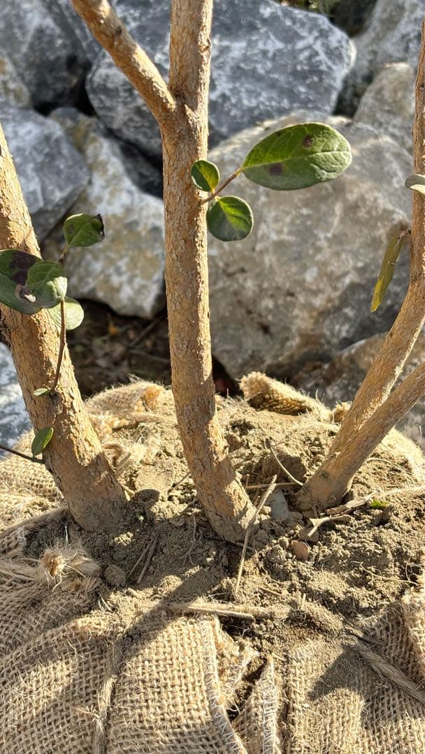 超逸品。フェイジョア株立ち1.6M(鉢底から)品番A