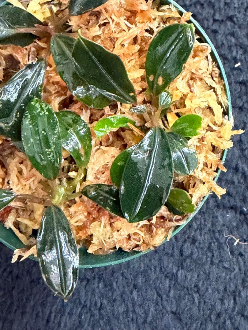 k*n様 ⭐︎Bucephalandra motleyana 根伏せ苗 3株 /