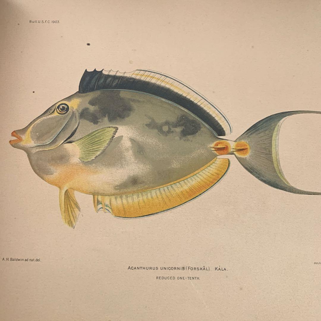 【希少】HAWAIIAN FISHESハワイの魚の画集　洋書
