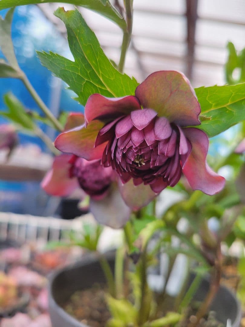 広瀬園芸　クリスマスローズ　多弁