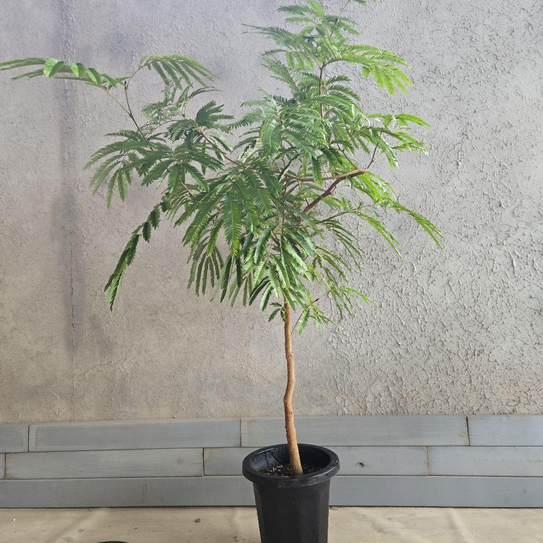 ⑦　エバーフレッシュ　8号　特大苗木最高等級　極太