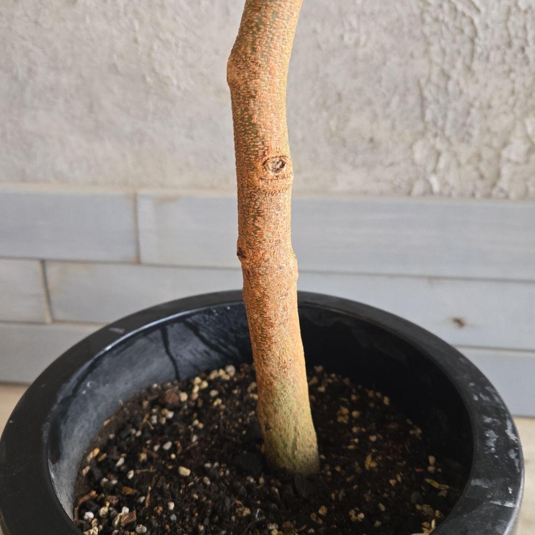 ⑦　エバーフレッシュ　8号　特大苗木最高等級　極太