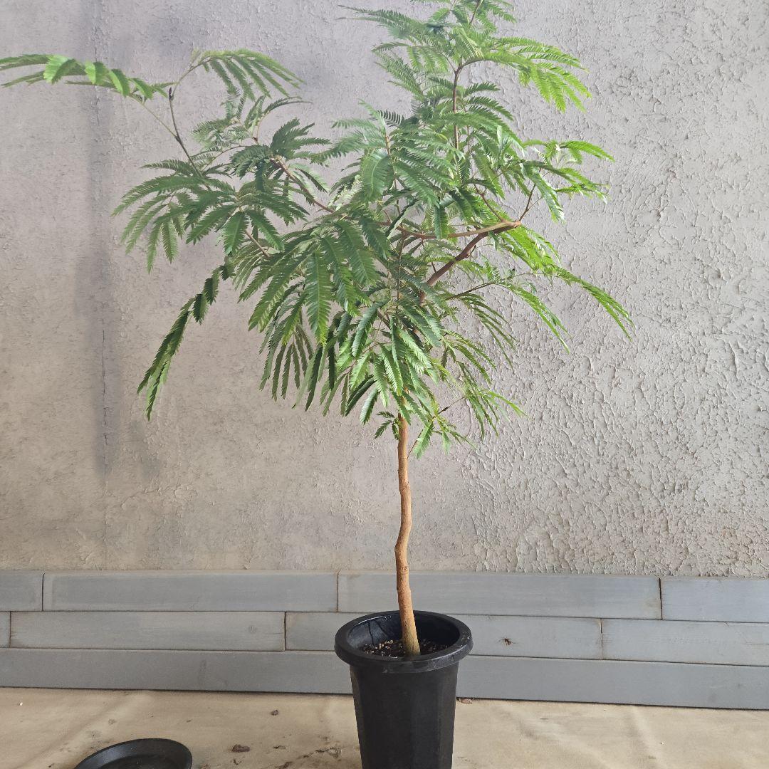 ⑦　エバーフレッシュ　8号　特大苗木最高等級　極太