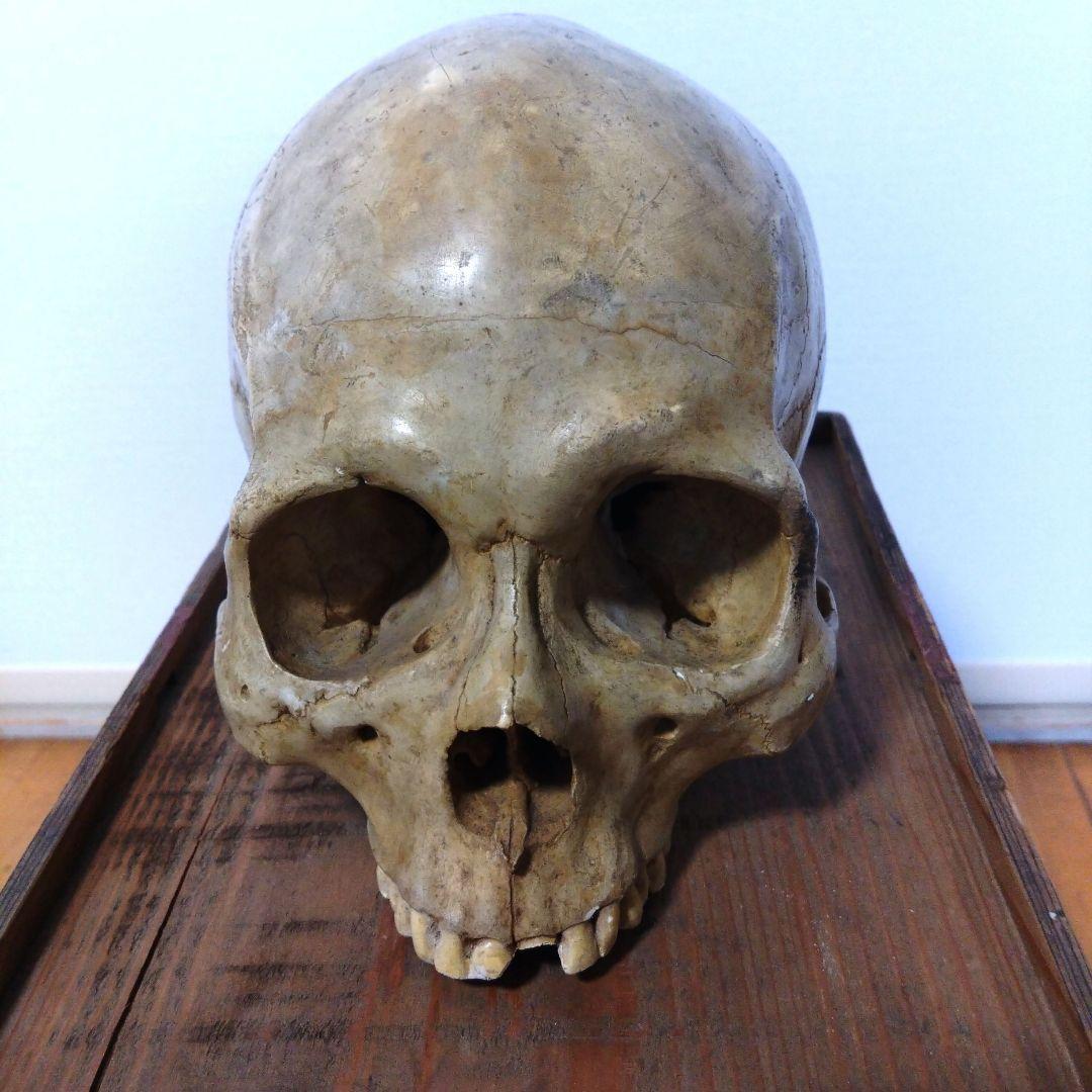 レトロな木箱入　頭蓋骨　　模型　田中狐峯製品