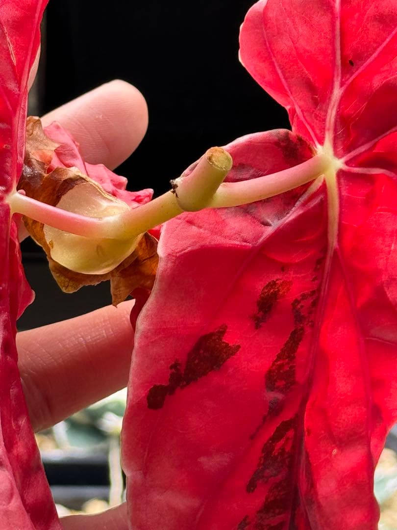 M*フ様 ベゴニア マクラータ 斑入り　発根管理