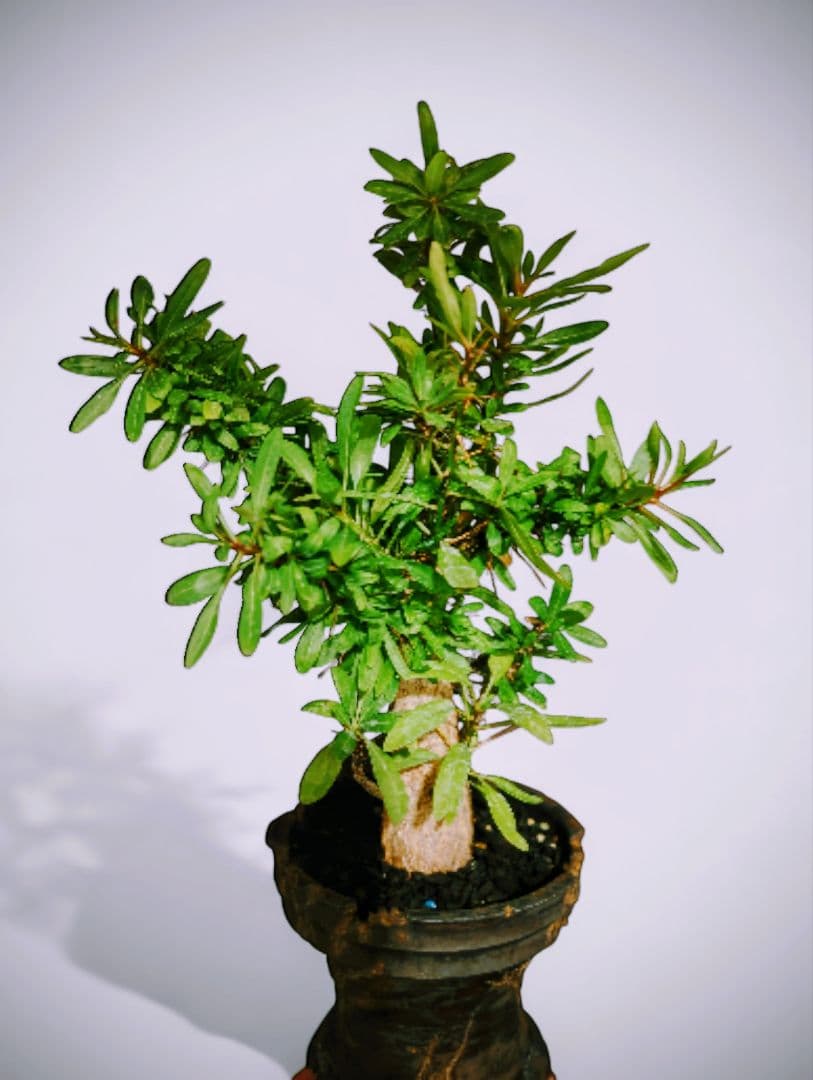 大株【国内実生株】フォークイエリア・プルプシー ytyf 鉢