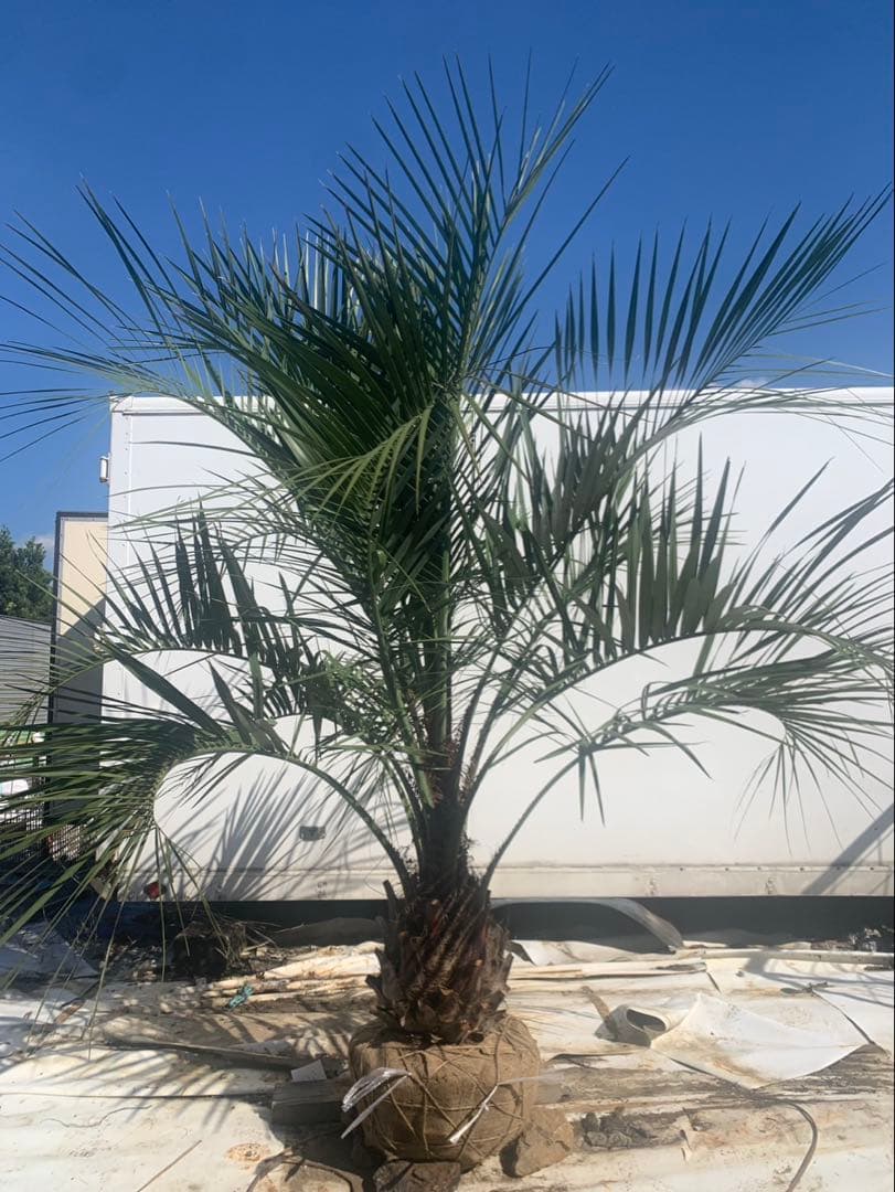 ココスヤシ　　白紐　２　　　引取限定