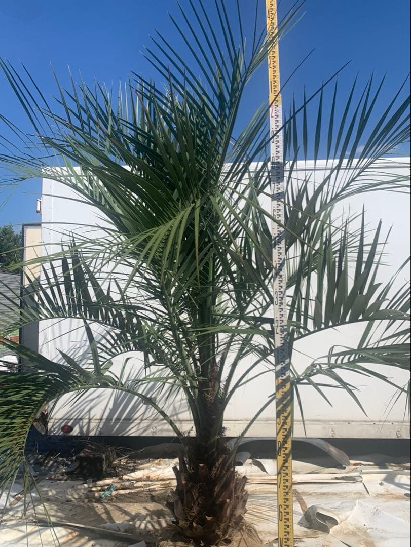 ココスヤシ　　白紐　２　　　引取限定