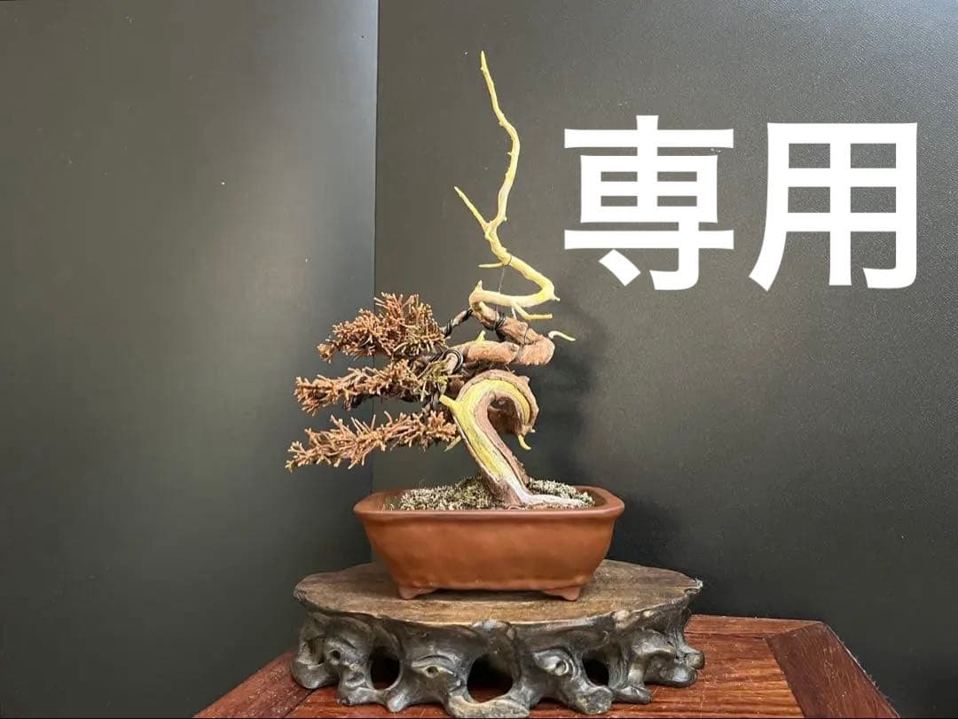 真柏盆栽　糸魚川真柏　ミニ真柏　捻転シャリ幹　樹高天ジン含まず9.5cm