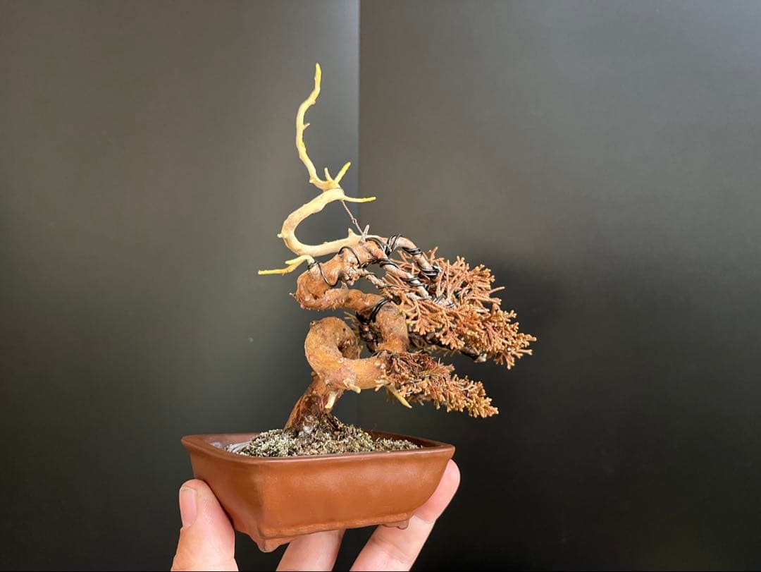 真柏盆栽　糸魚川真柏　ミニ真柏　捻転シャリ幹　樹高天ジン含まず9.5cm