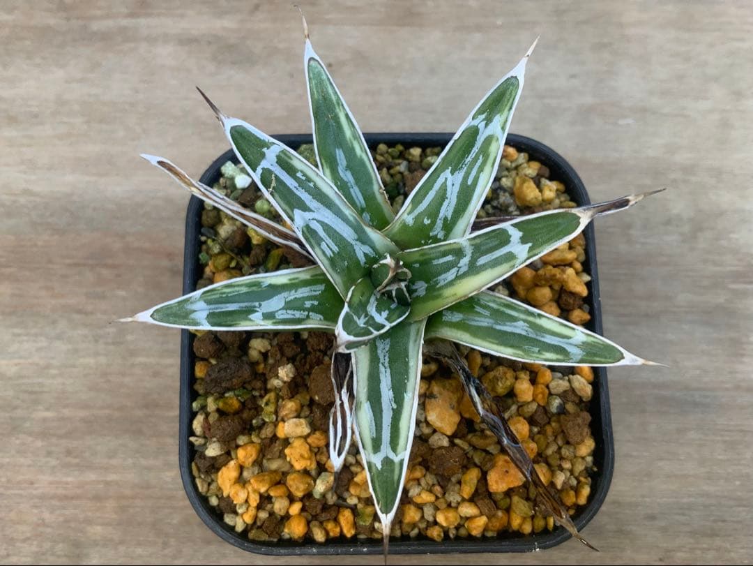 アガベ 極氷山 (多肉植物・サボテン)