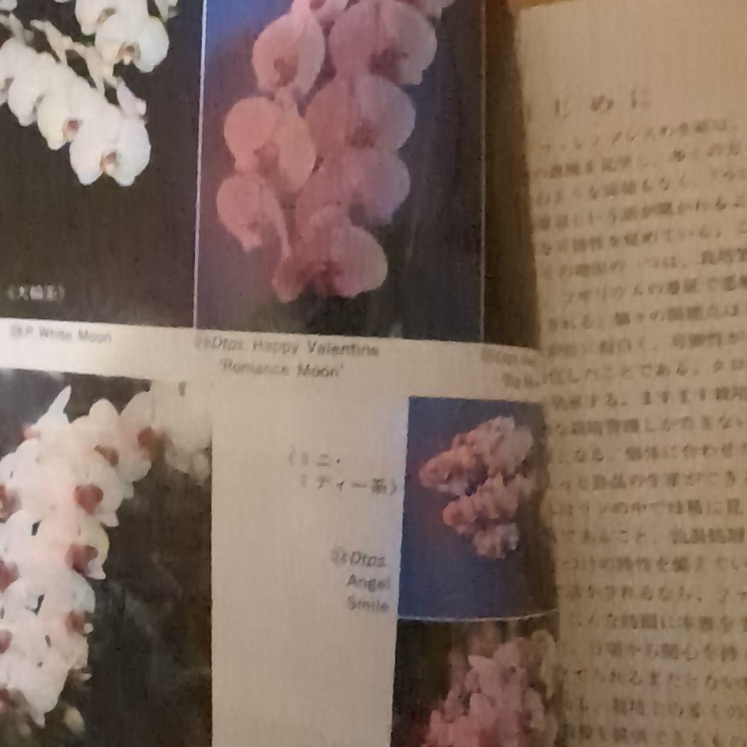 【レア】ファレノプシス （花専科・育種と栽培） 市橋正一／編著