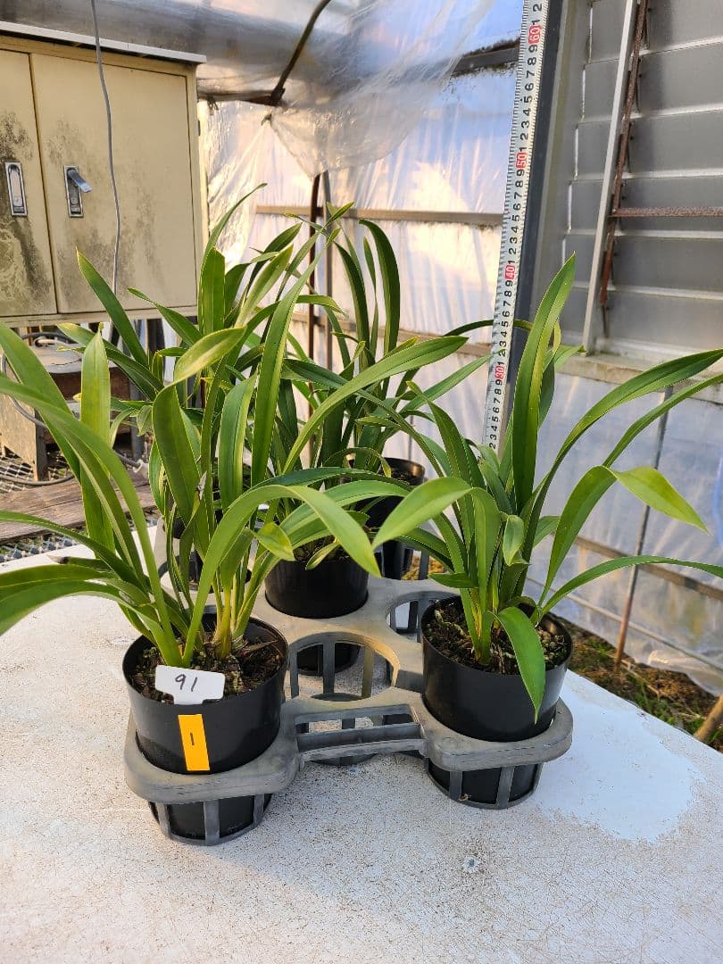 ミスマフェット。花芽1個。5鉢セット。蜜蜂誘引蘭。日本蜜蜂