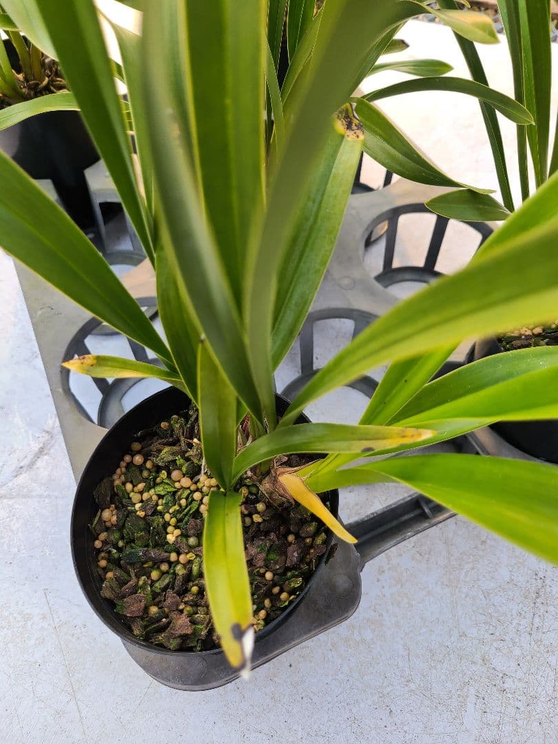 ミスマフェット。花芽1個。5鉢セット。蜜蜂誘引蘭。日本蜜蜂