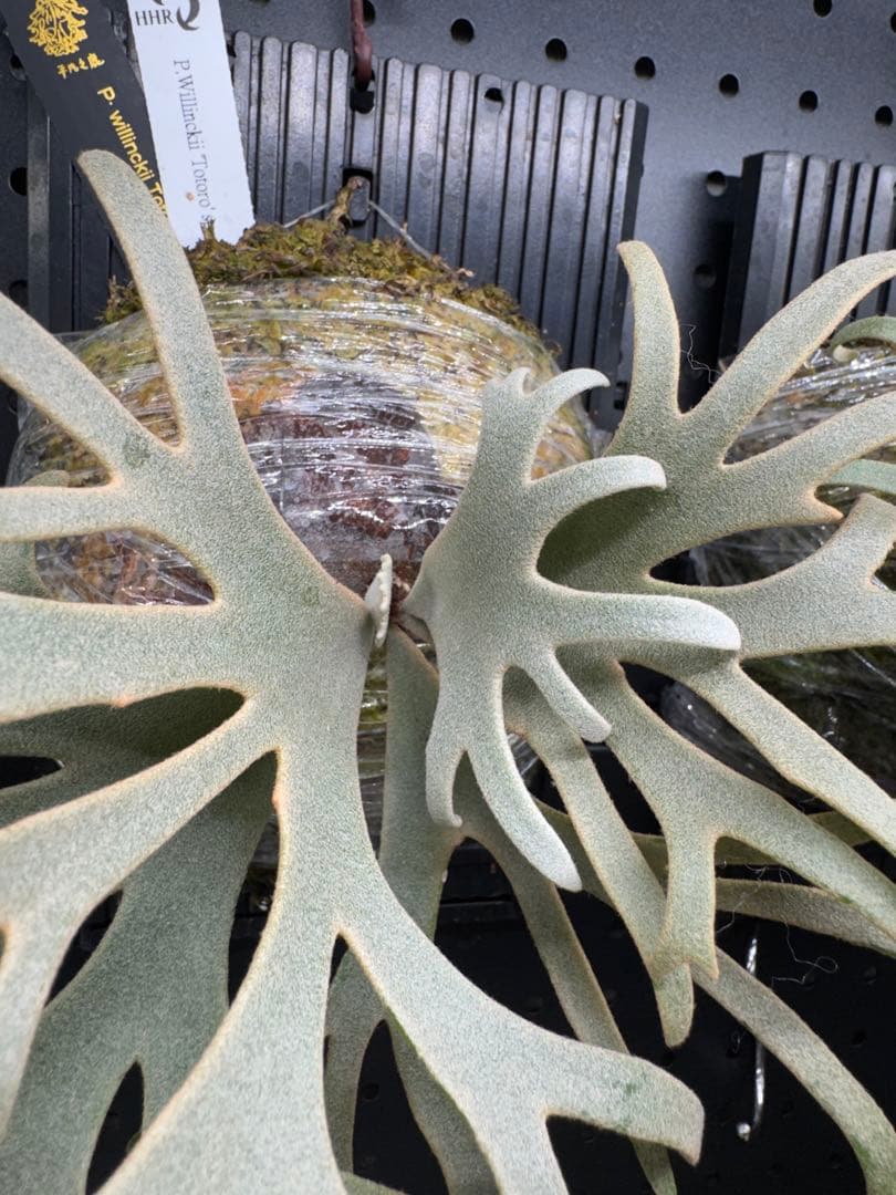 【平凡之鹿】ビカクシダ YMDS Totoro HHRナーセリータグ付け【板付