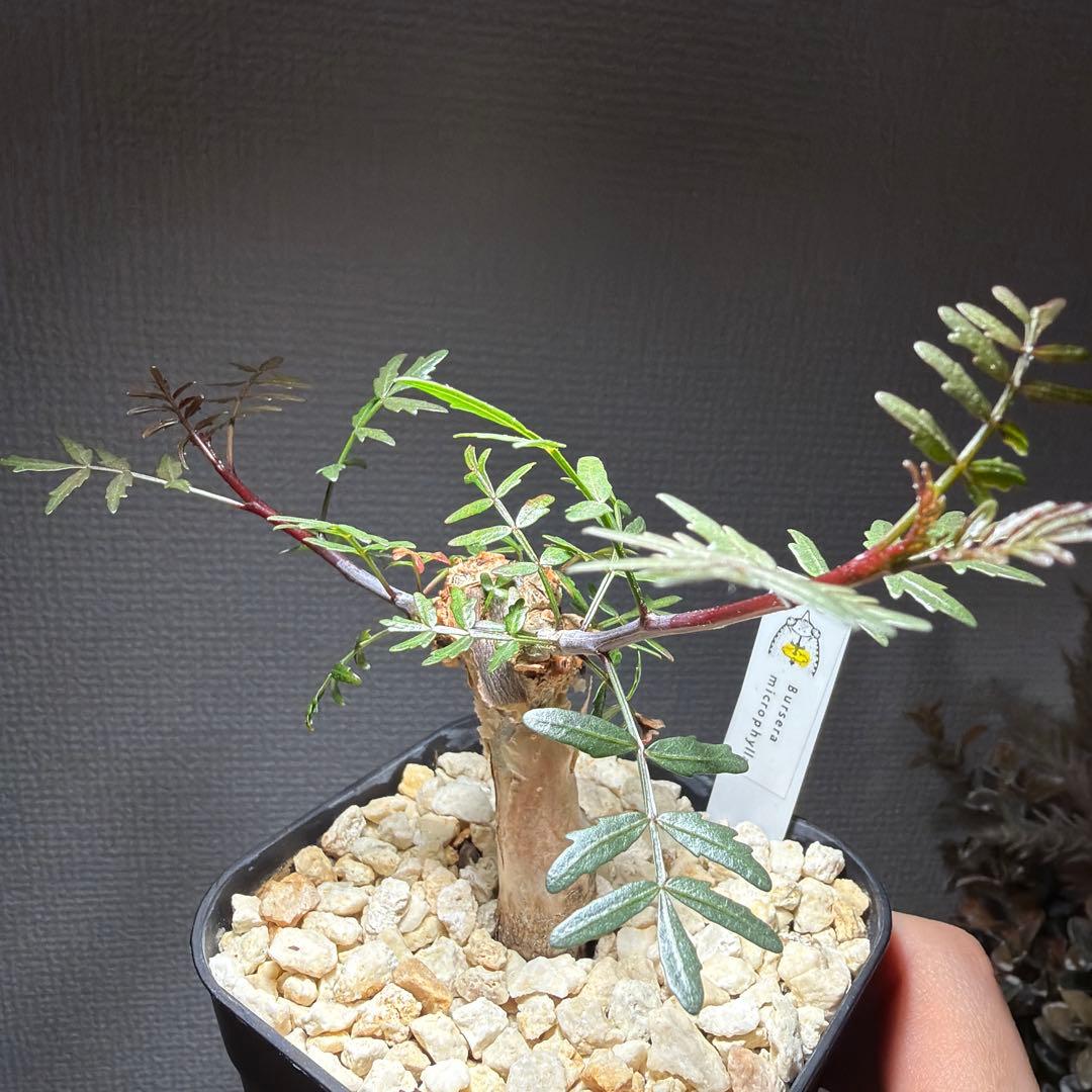 ブルセラ・ミクロフィラ　国内実生　タグ付き　作り込み株