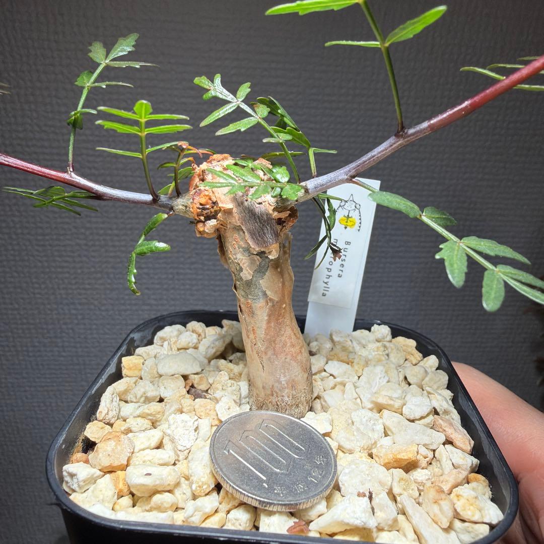 ブルセラ・ミクロフィラ　国内実生　タグ付き　作り込み株