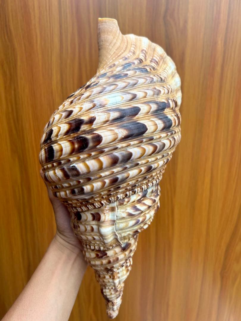 法螺貝　36cm