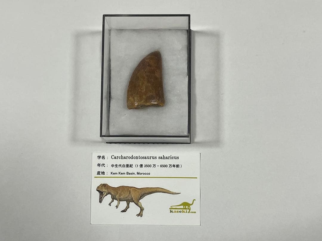 Carcharodontosaurus 実物歯化石 歳三