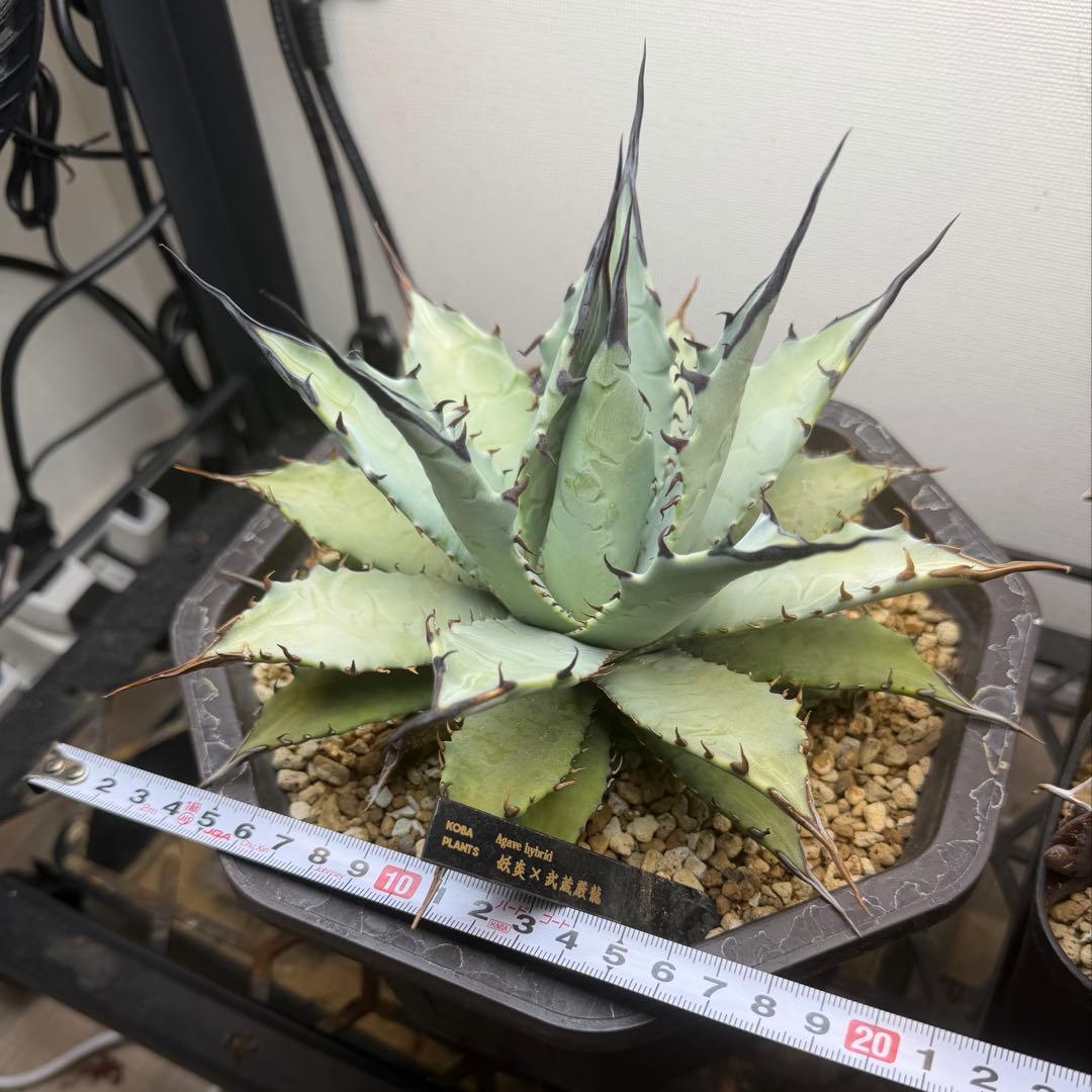 アガベ　ハイブリッド　 妖炎×武蔵厳龍　大株